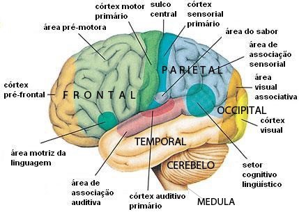 brainimage